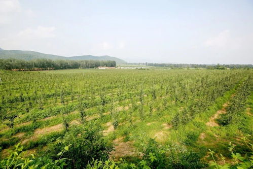 园林绿化推广高效节水灌溉技术
